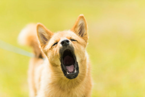 Gros plan d'un chien en train d'aboyer