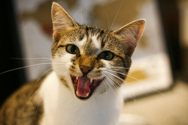 Chat blanc et brun miaulant