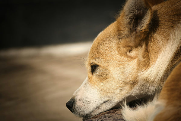 Chien mâchant un bâton, gros plan sur les dents