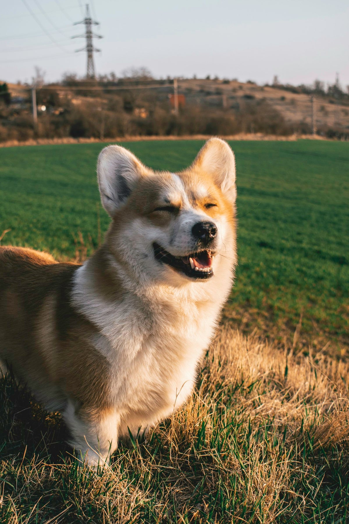 Chien heureux dans un champ