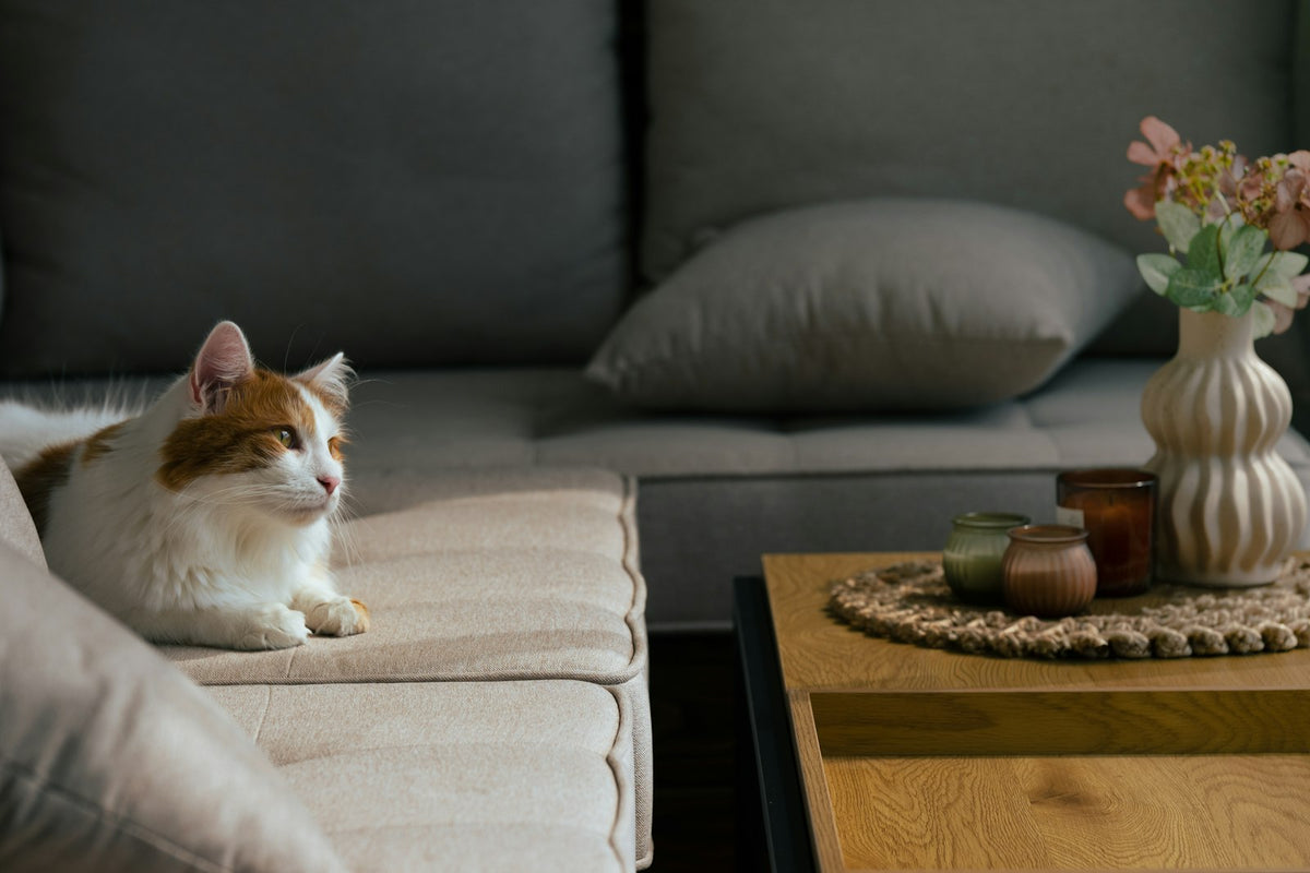 Chat confortablement installé sur un canapé