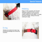 Lof Everyday Dog Collar