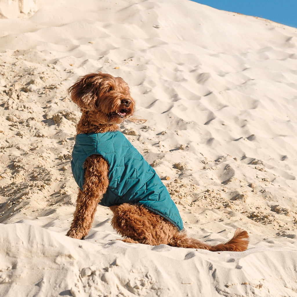 Manteau pour chien durable et écologique