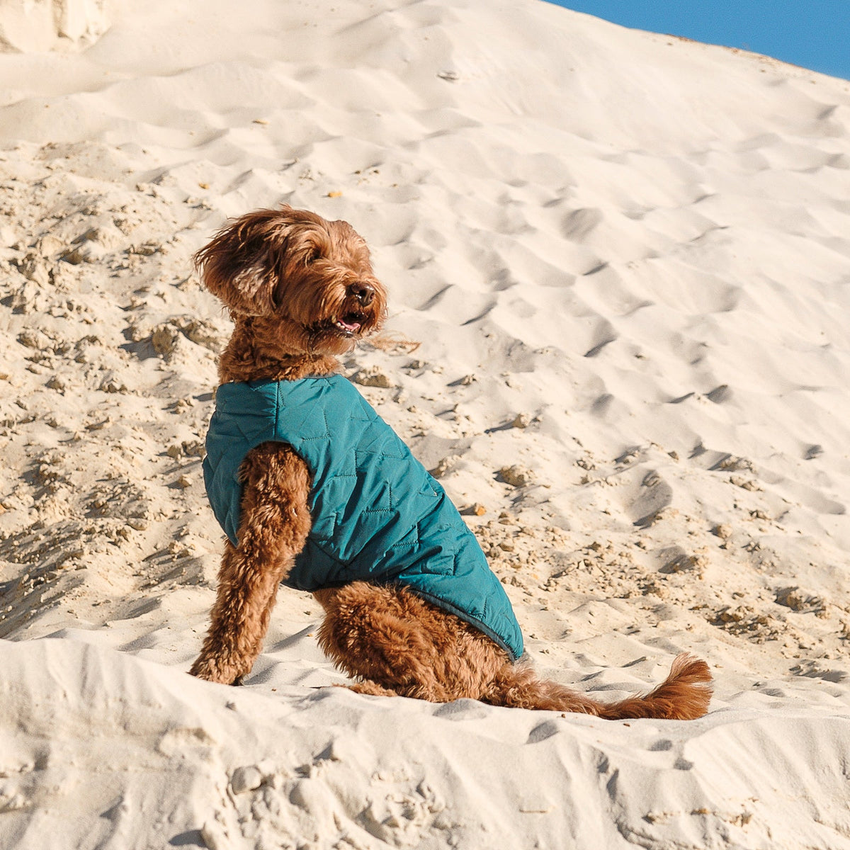 Manteau pour chien durable et écologique