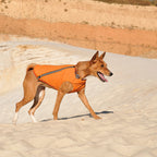 Manteau pour chien durable et écologique