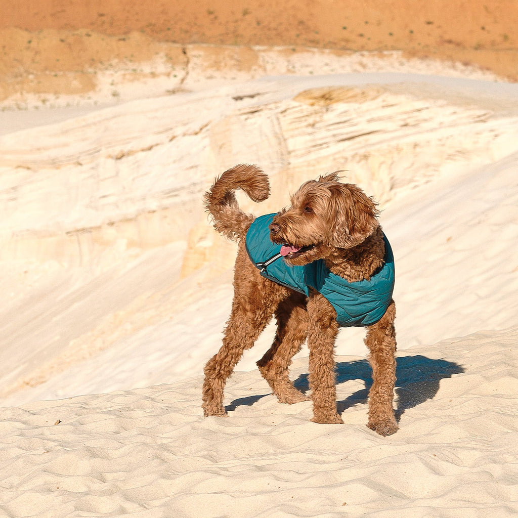 Manteau pour chien durable et écologique