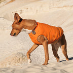 Manteau pour chien durable et écologique