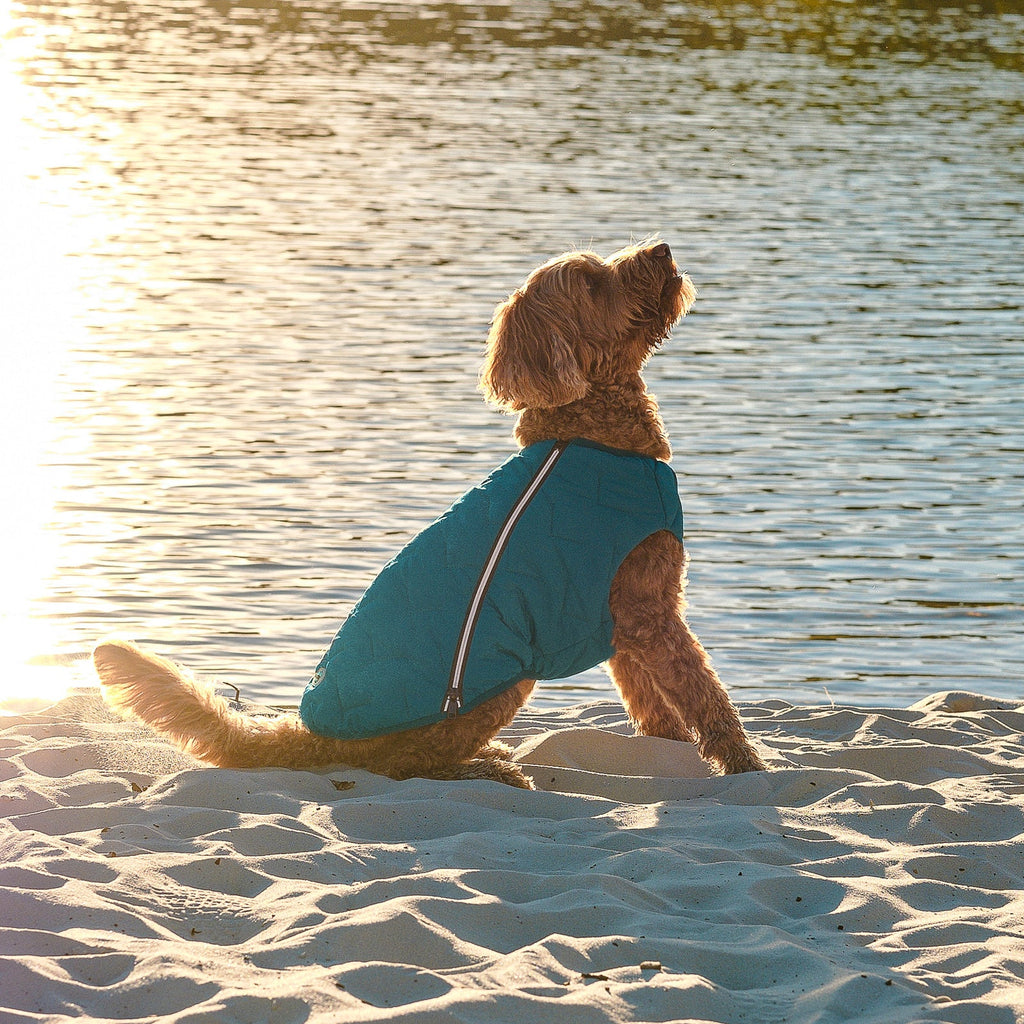 Manteau pour chien durable et écologique