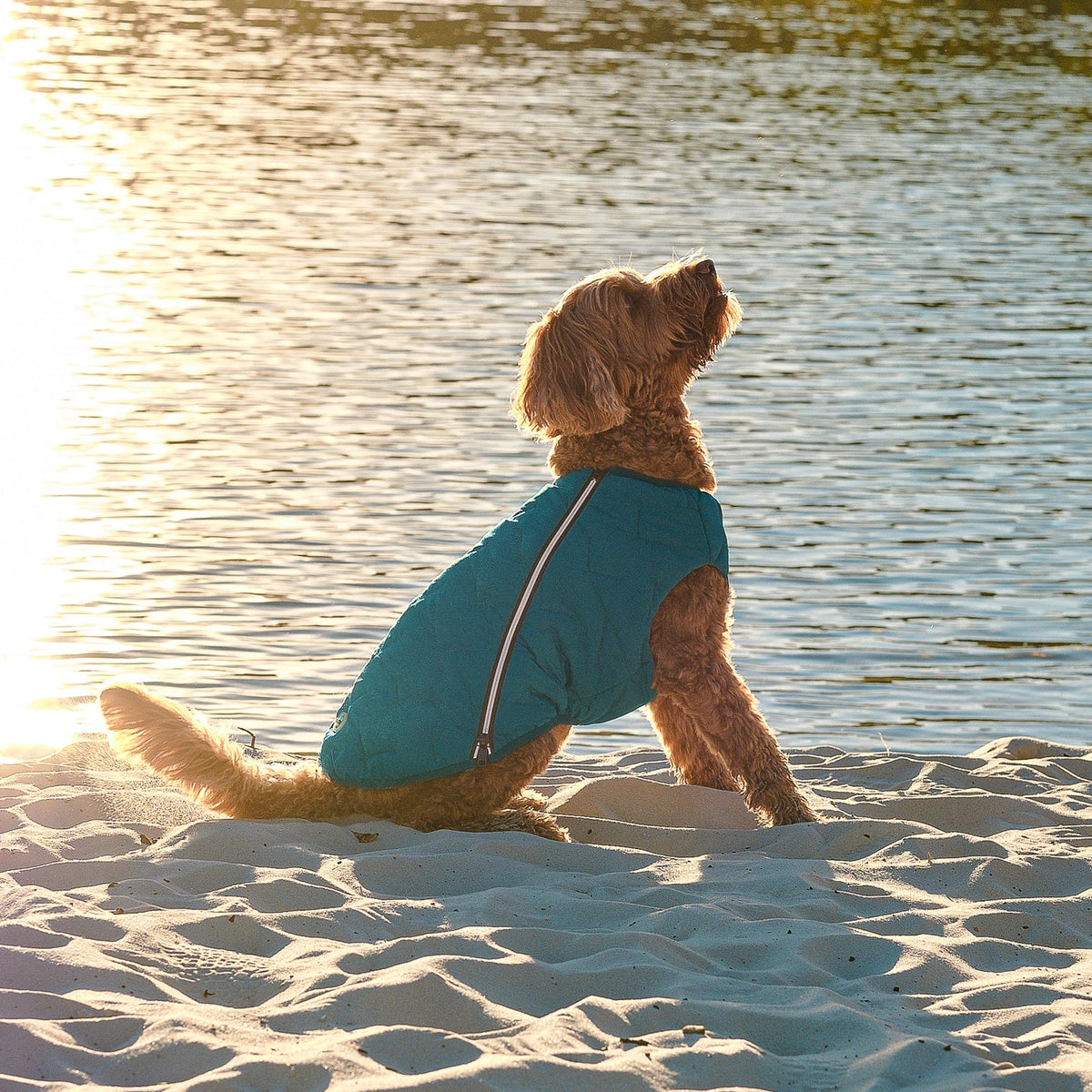 Manteau pour chien durable et écologique