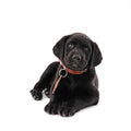 Classic Handmade Leather Dog Collar