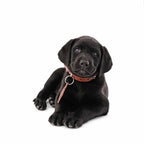 Classic Handmade Leather Dog Collar
