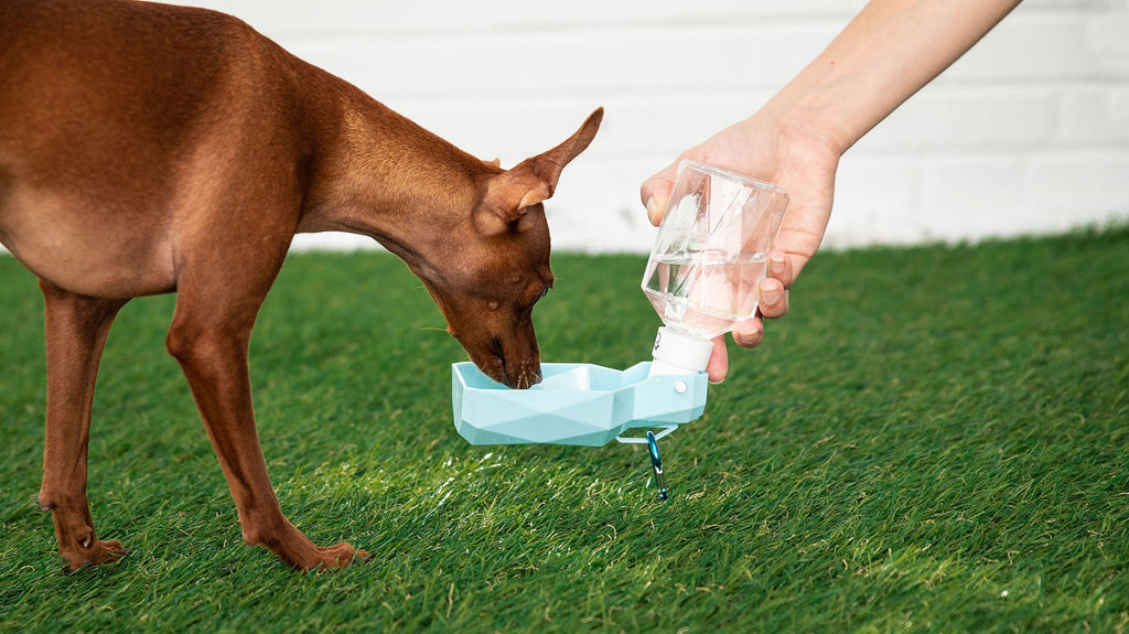 Travel Dog Water Bottle with Foldout Bowl