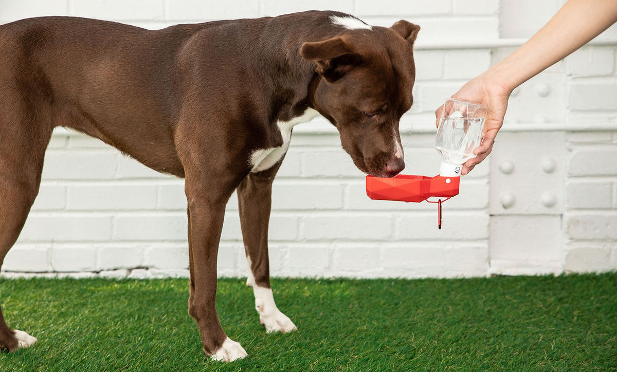 Travel Dog Water Bottle with Foldout Bowl