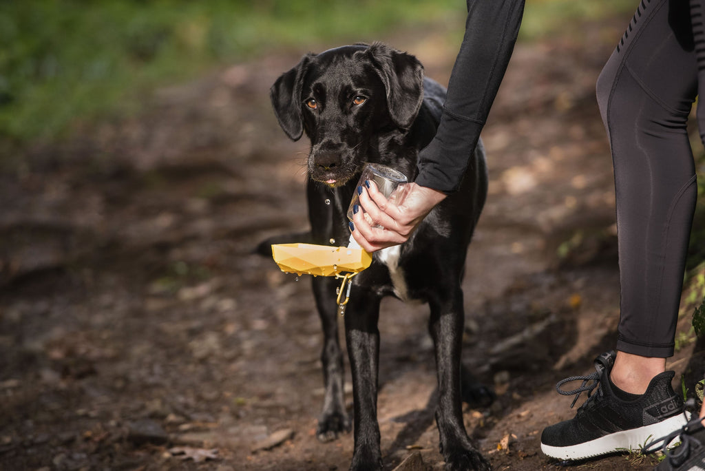 Travel Dog Water Bottle with Foldout Bowl