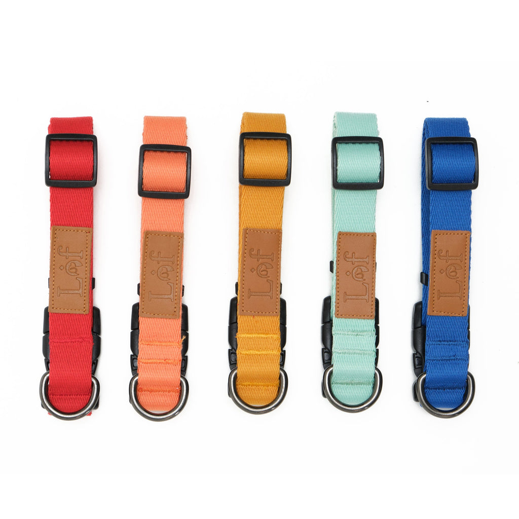 Lof Everyday Dog Collar