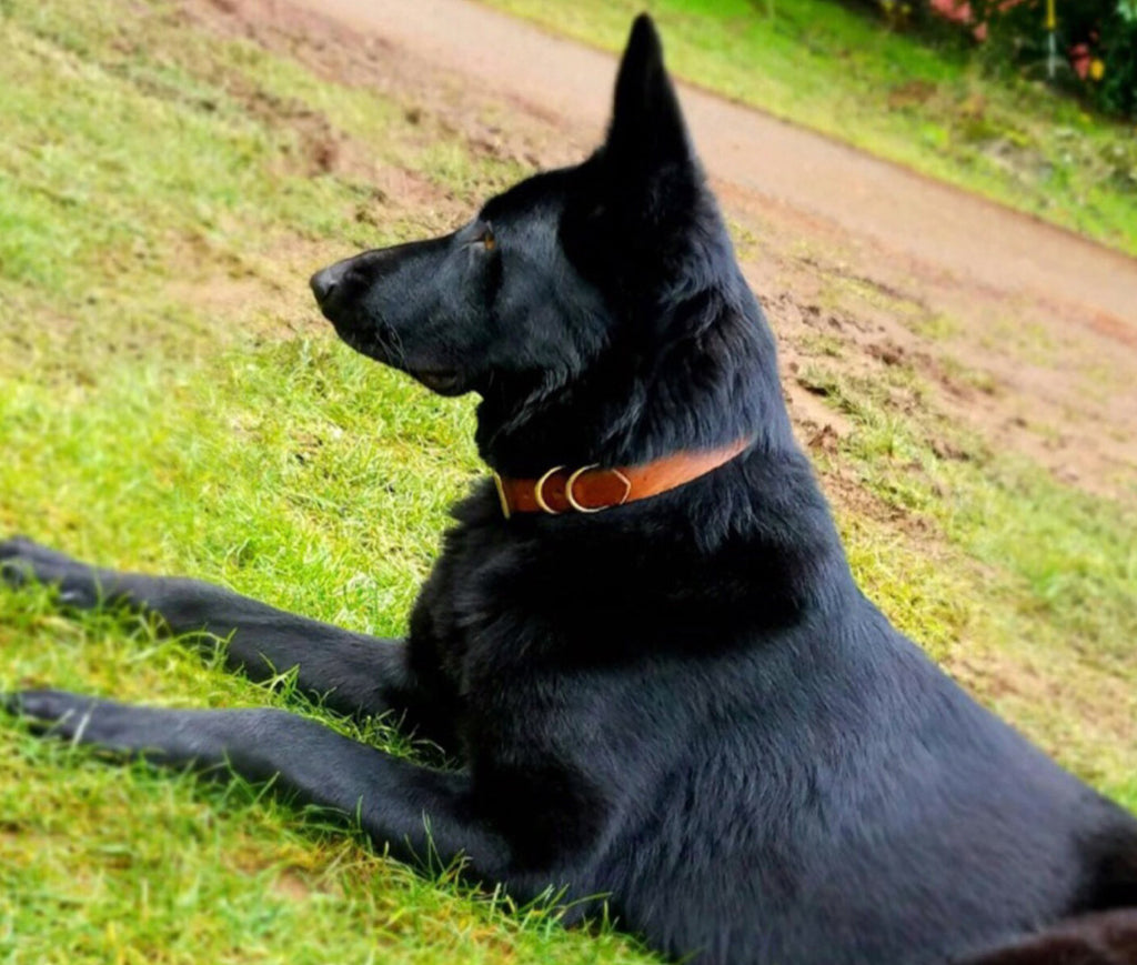 Classic Handmade Leather Dog Collar