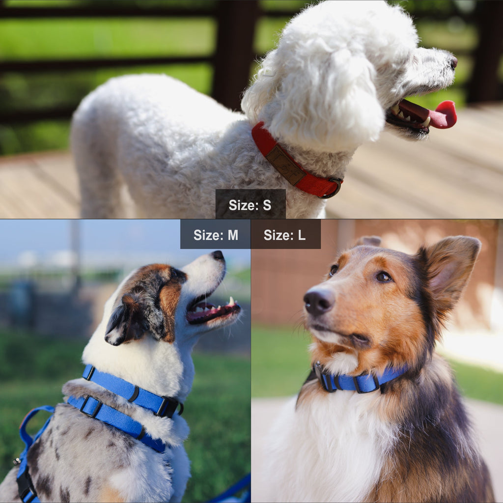 Lof Everyday Dog Collar