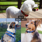Lof Everyday Dog Collar