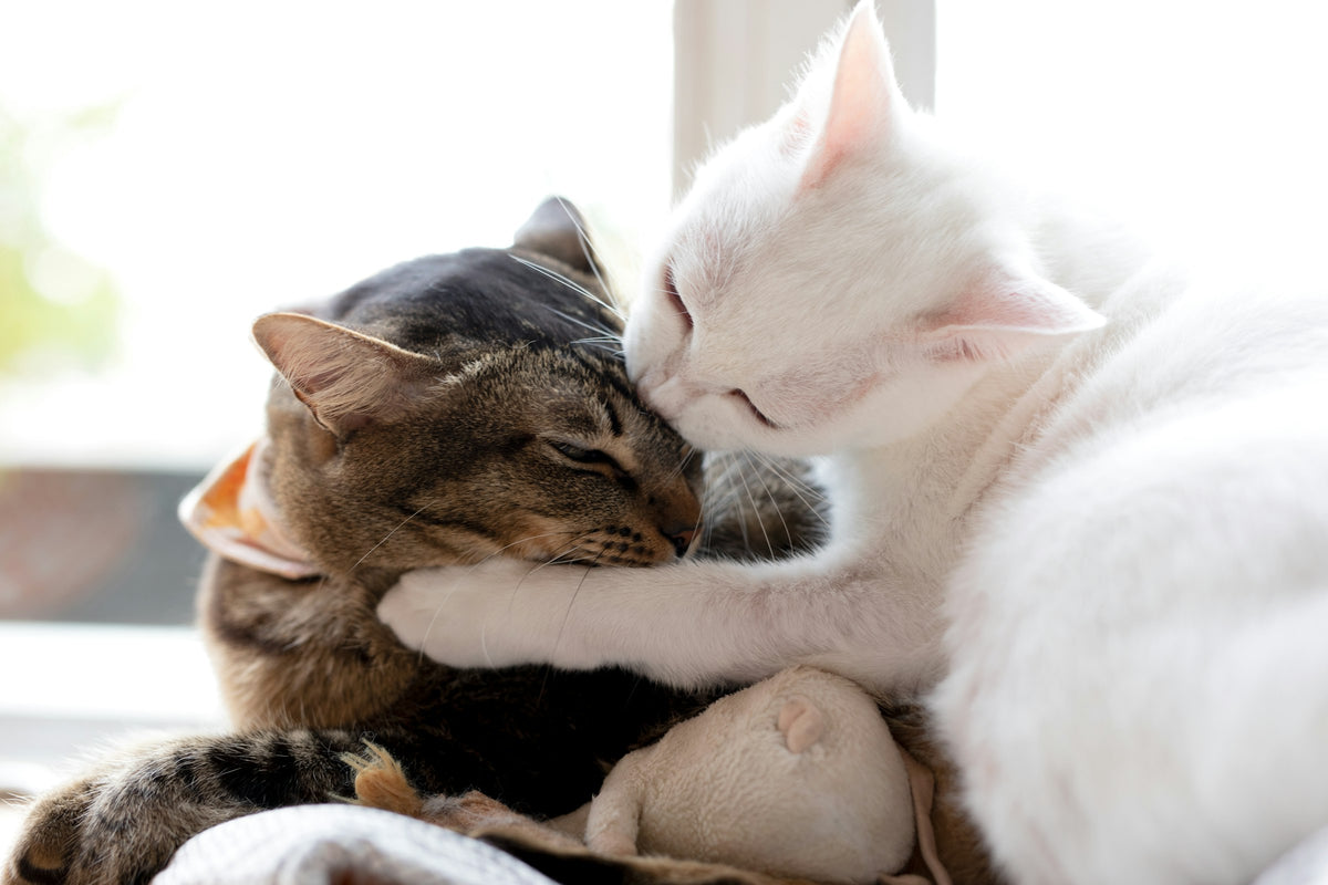 Sommeil pour Chat