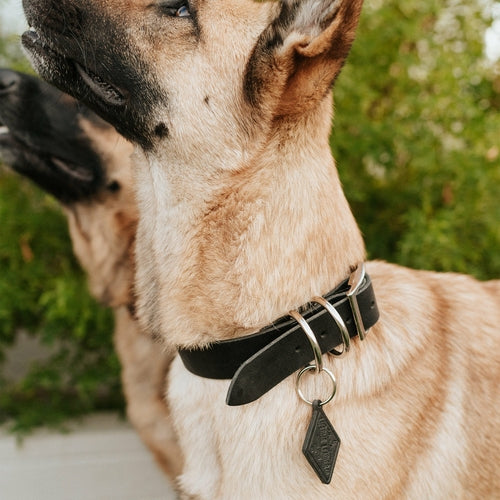Classic Handmade Leather Dog Collar