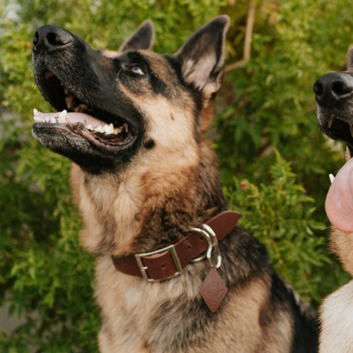 Classic Handmade Leather Dog Collar