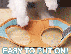 Adjustable Cat Harness with Leash Set