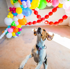Wholesale QR Code Pet ID Tags - Pack of 20