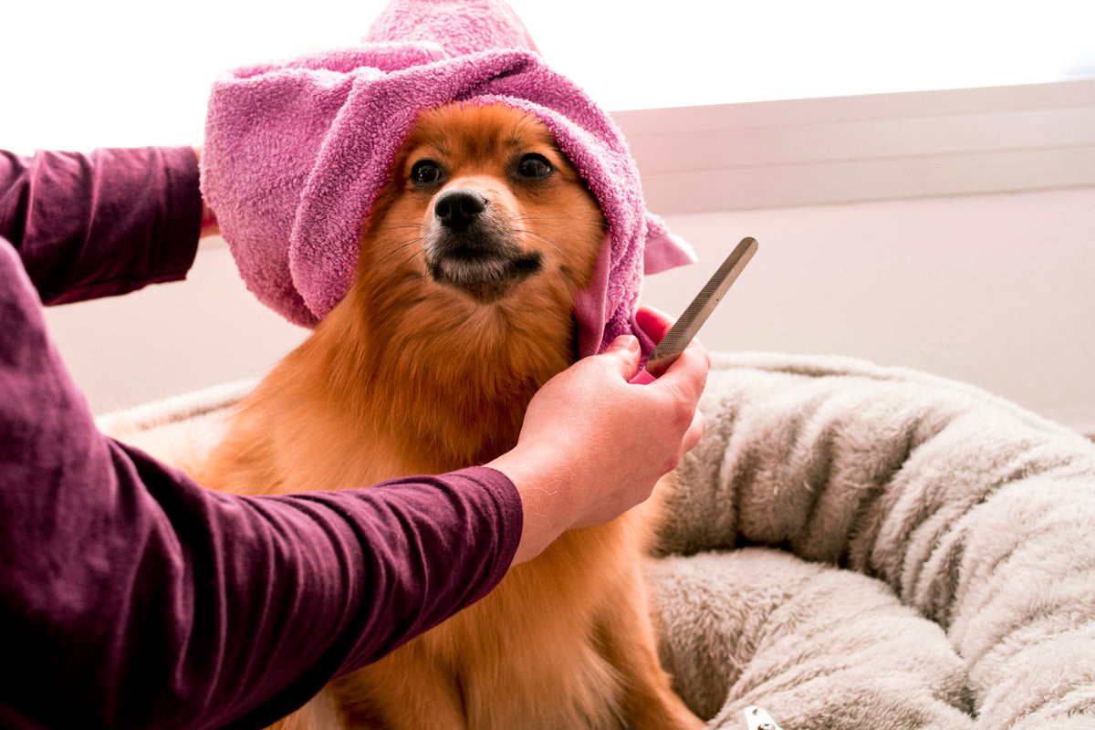 Hygiène pour Chien