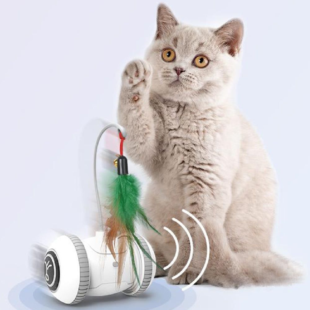 Cat Rope