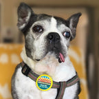 Adventure Is Calling Silent Pet ID Tag