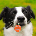 "Adventure Is Out There" Personalized Pet ID Tag