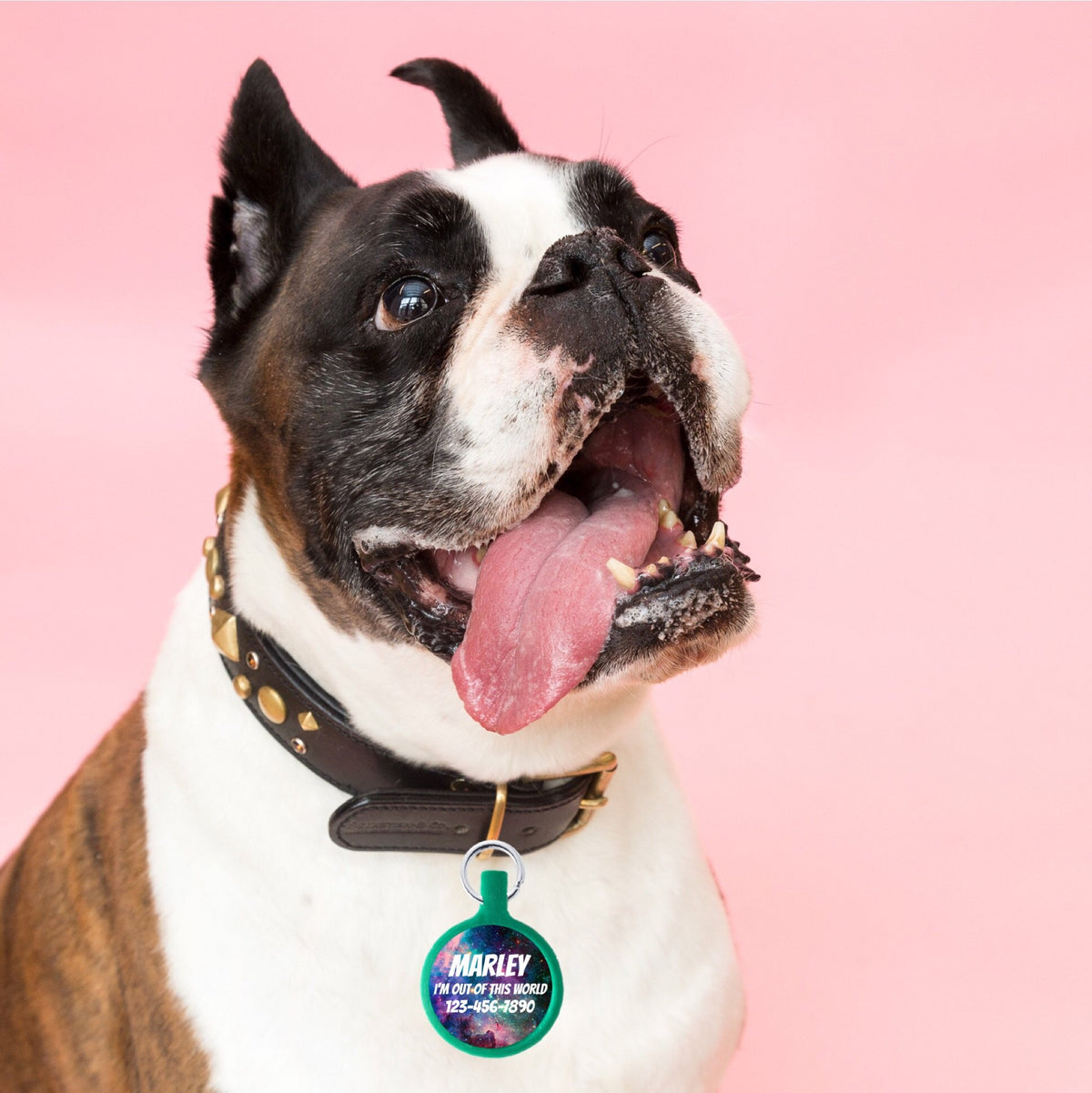 Galaxy Pet ID Tag - Choose Your Color