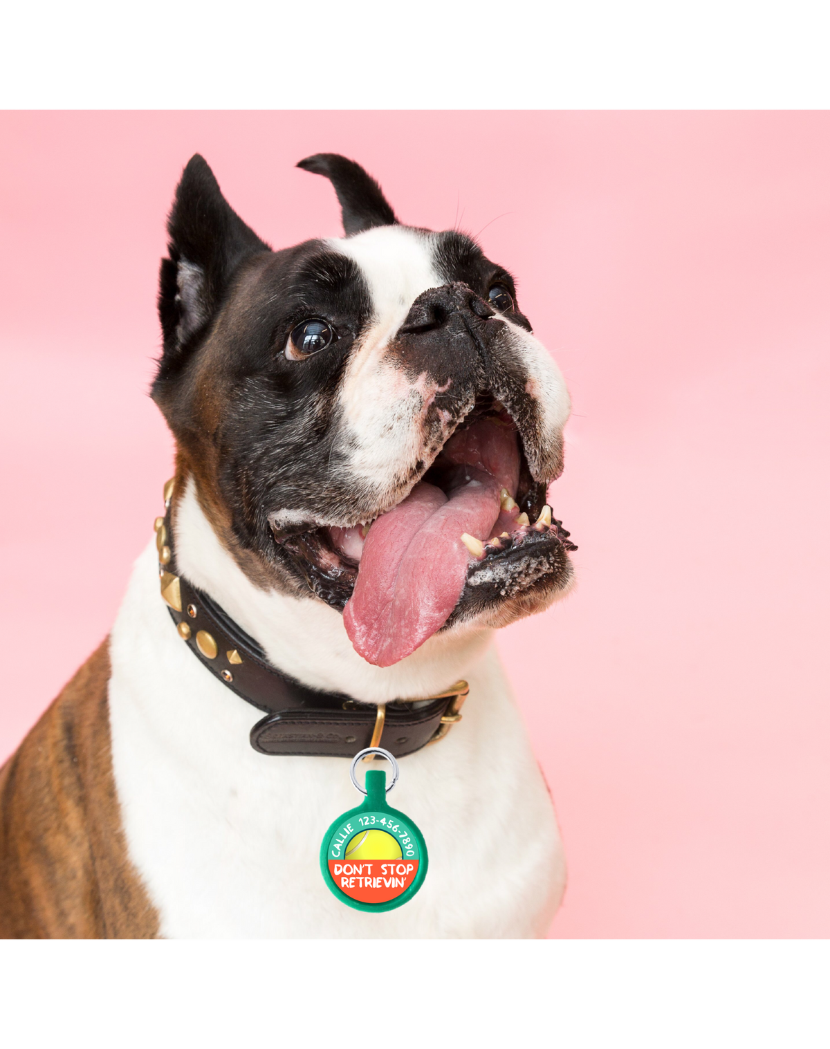 Personalized Pet ID Tag - Choose Your Color