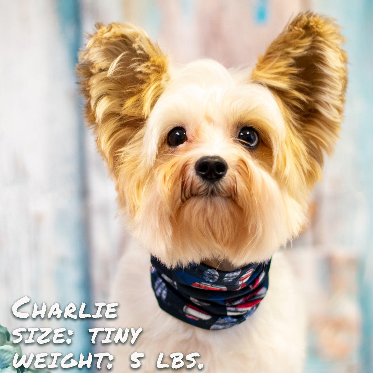Patriotic Pup Scruff