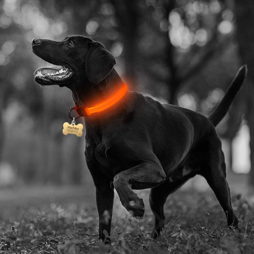 Nylon LED Dog Collar - 2 Pack