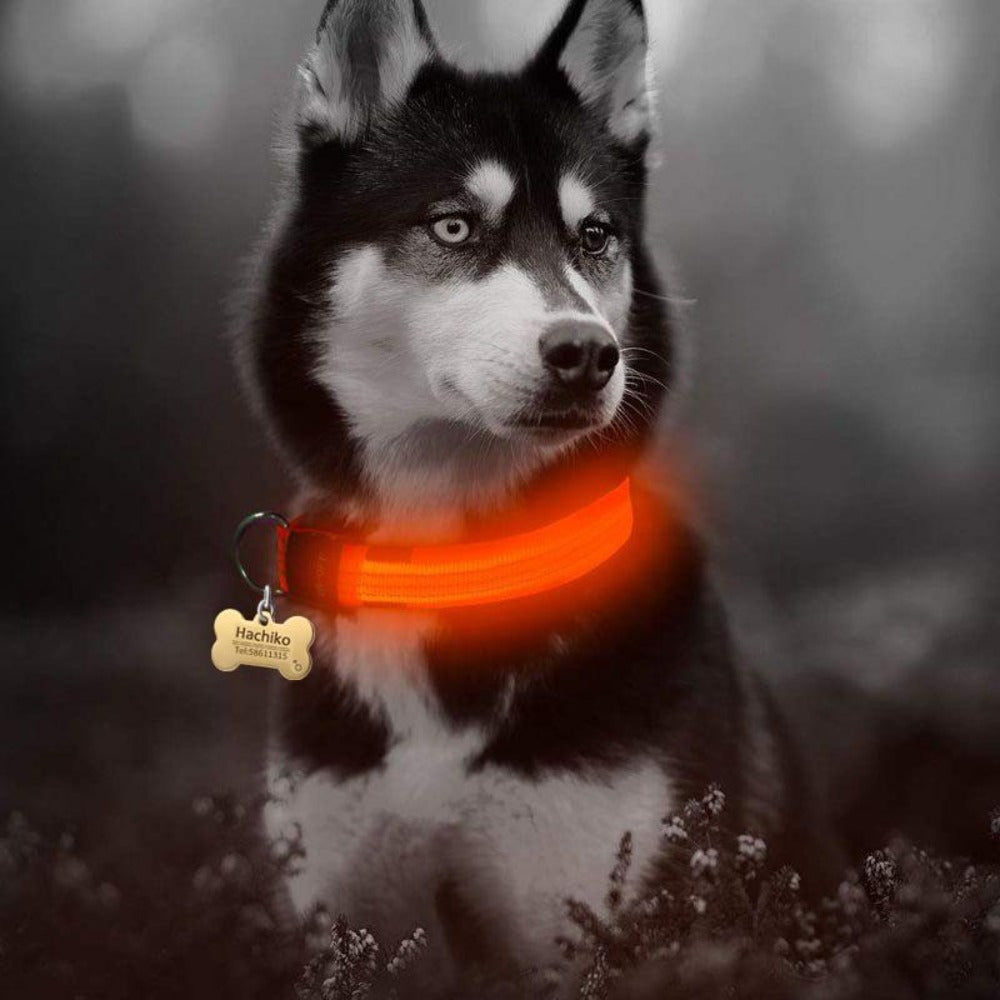 Nylon LED Dog Collar - 2 Pack