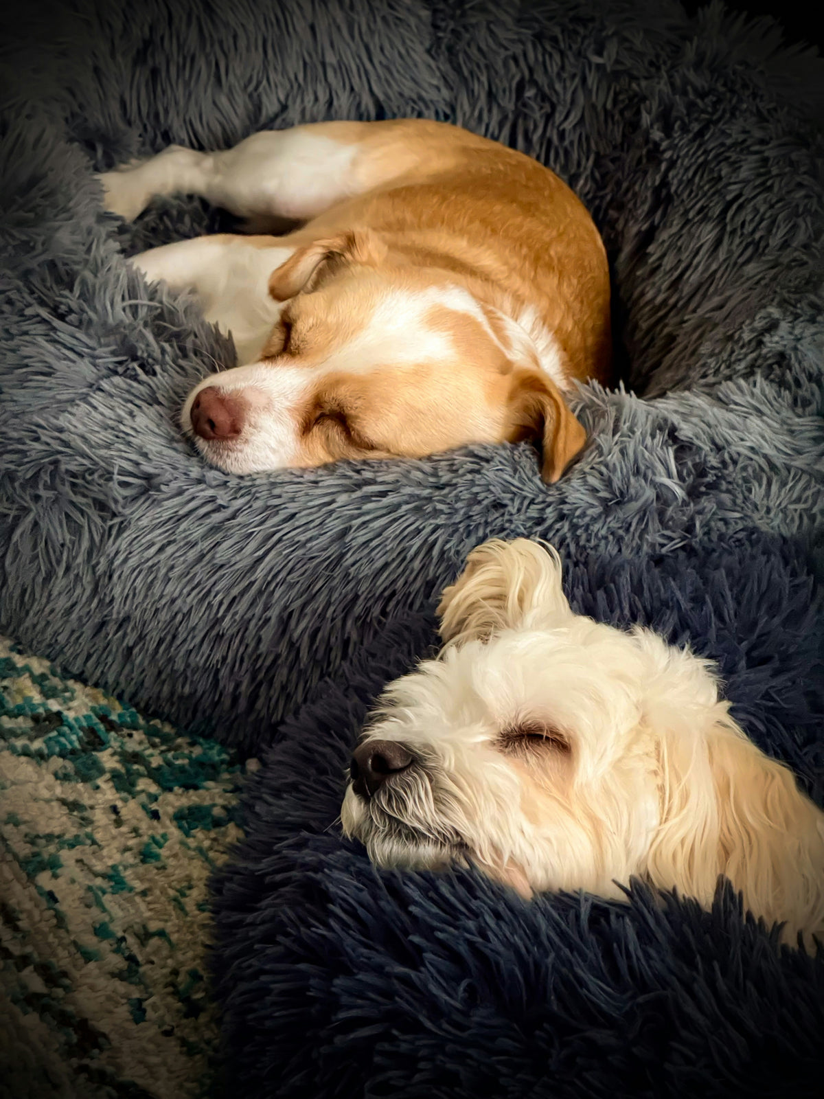 Dog Sleep